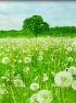 An Inconvenient Summer for Climate Alarmism